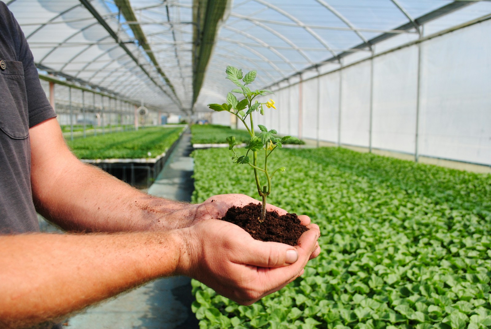 Production de fertilisants organiques, pour vignes, grandes cultures, jardineries, professionnels, ...