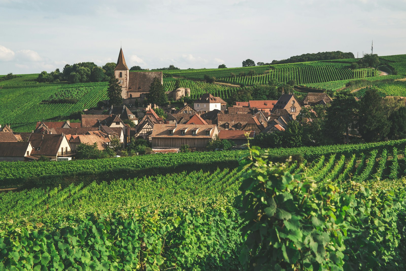 Production de fertilisants organiques, pour vignes, grandes cultures, jardineries, professionnels, ...